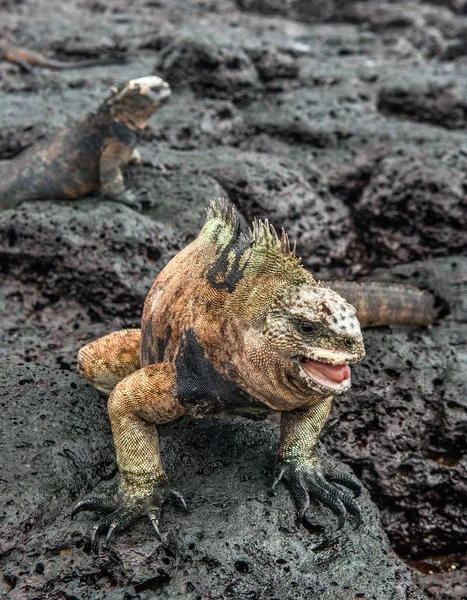 Macho de Iguana Marina de Galápagos sobre roca de lava —  Fotos de Stock