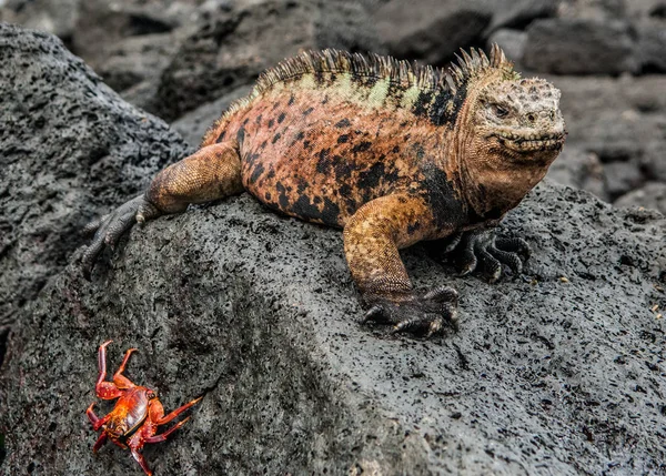 Mannetje van Galapagos Marine Iguana op lavasteen — Stockfoto