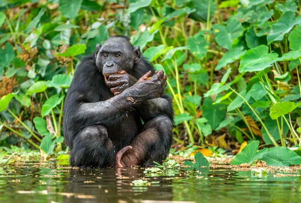 Zwarte bonobo in het water — Stockfoto