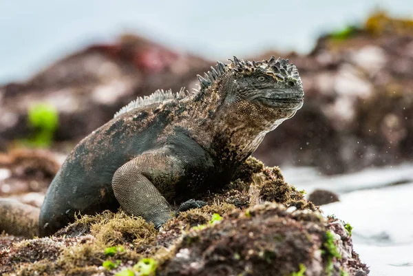 Hane av Galapagos Marina leguan på lavastenar — Stockfoto