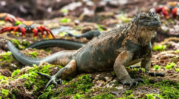 ガラパゴスの海洋イグアナの溶岩岩の上の男性 — ストック写真