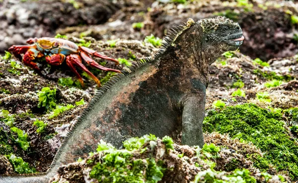 Galapagos deniz Iguana erkek lav kaya — Stok fotoğraf