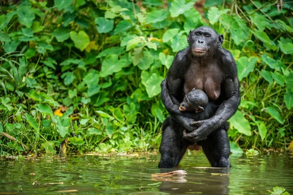 Chimpanzee Bonobo with cub in water — Stock Photo, Image