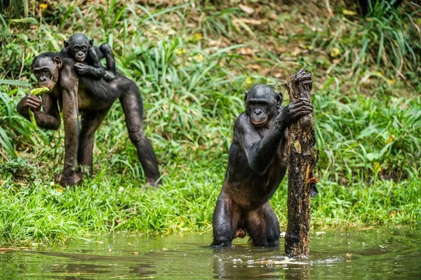 Bonobos pretos na água — Fotografia de Stock