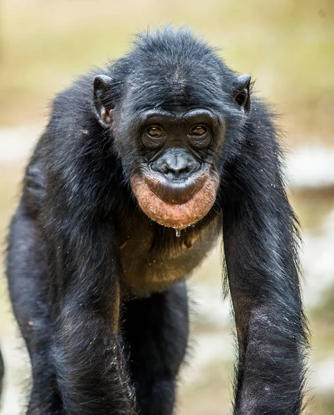 Portrét juvenilní Bonobo — Stock fotografie
