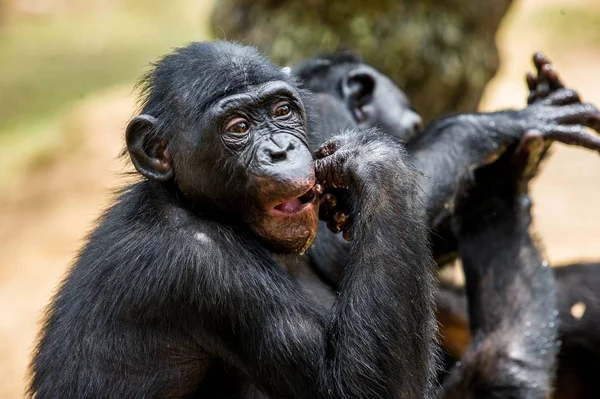 Äta juvenil Bonobo — Stockfoto