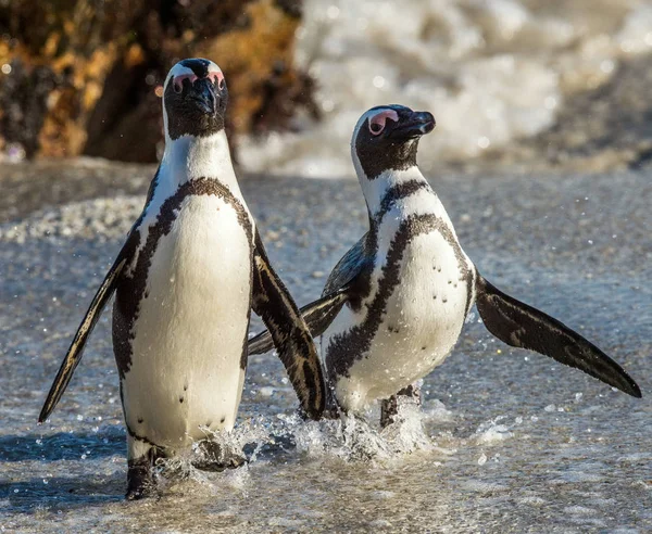 African penguins walking out of ocean — Stock Photo, Image