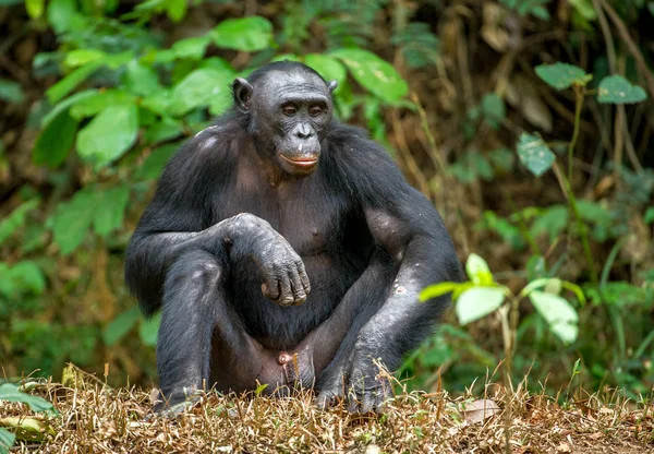 Felnőtt férfi a Bonobo — Stock Fotó