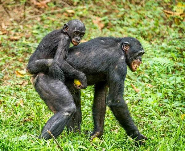 Bonobo Cub στην πλάτη της μητέρας — Φωτογραφία Αρχείου