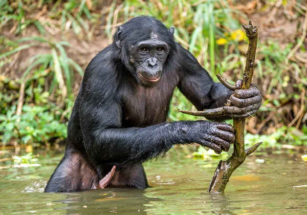 Bonobo in het water met stok — Stockfoto