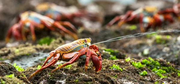 Red Sally Lightfoot crabs — Stock Photo, Image