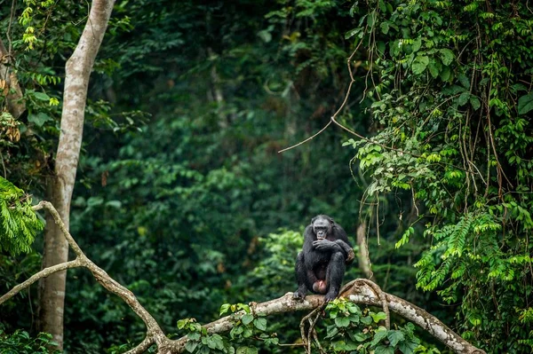 Бонобо на ветке дерева — стоковое фото