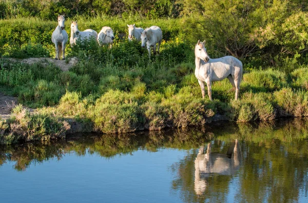 Caballos camargue blancos — Foto de Stock