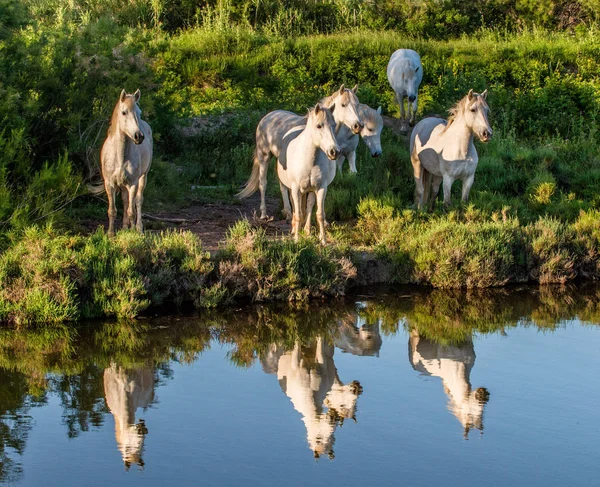 Plaj üzerinde üç taş — Stockfoto