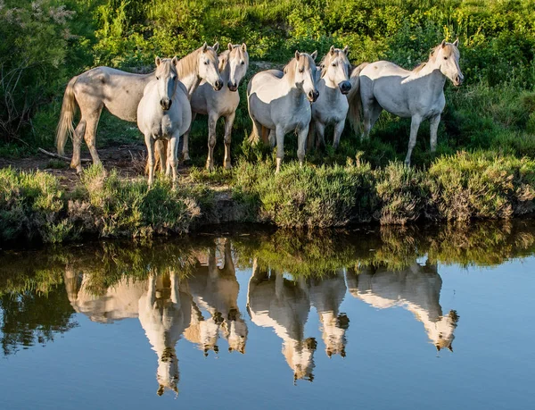 Plaj üzerinde üç taş — Stockfoto