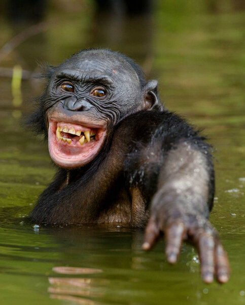 Smiling Bonobo in the water