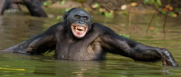 Su gülümseyen Bonobo — Stok fotoğraf