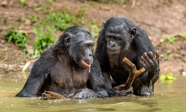 Zwarte bonobo's in water — Stockfoto