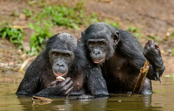 Black bonobos in water — Stock Photo, Image