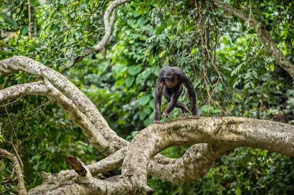 Bonobo on the branch of tree — Stock Photo, Image
