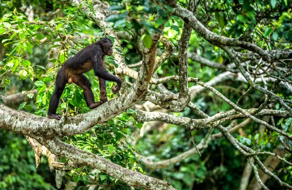 Bonobo on the branch of tree — Stock Photo, Image