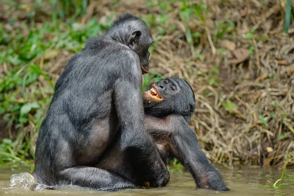 Bonobo apareamiento en el estanque —  Fotos de Stock