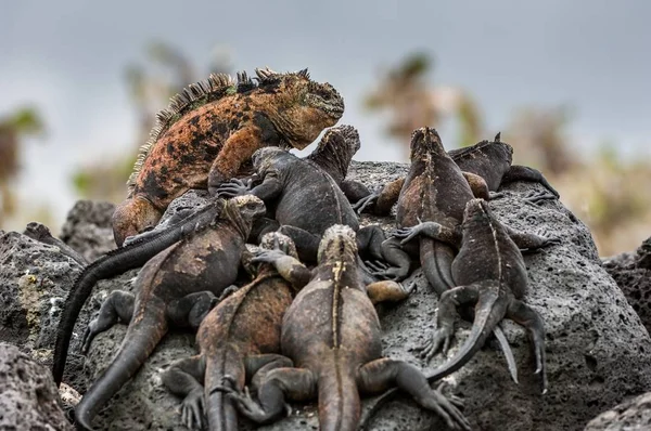 Iguana Marina de Galápagos descansando — Foto de Stock