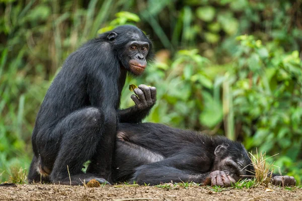 Zár-megjelöl-ból bonobók párosodás — Stock Fotó