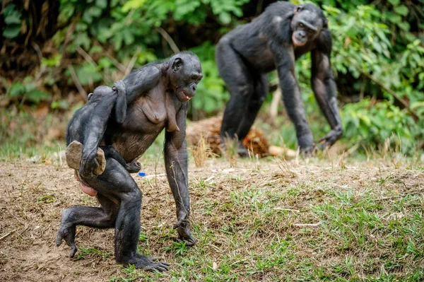 Porträtt av Bonobos i naturliga livsmiljö — Stockfoto