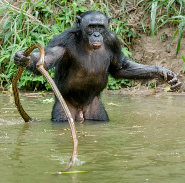 Czarny bonobo w wodzie — Zdjęcie stockowe