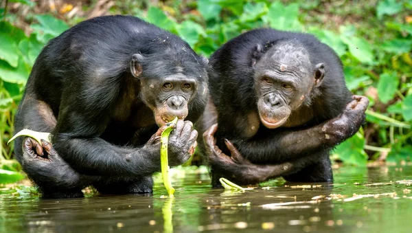 Zwarte bonobo's in water — Stockfoto