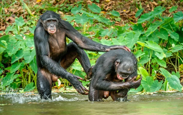 Retrato de Bonobos na água — Fotografia de Stock