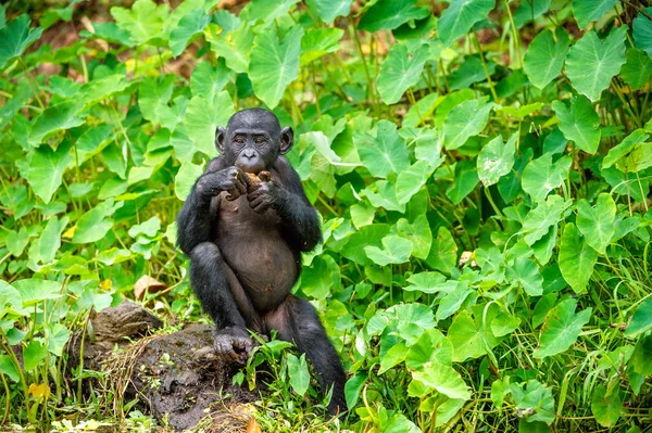 倭黑猩猩幼崽在自然栖息地 — 图库照片