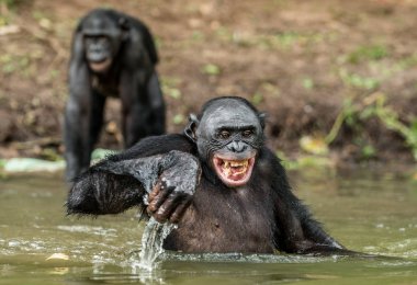 Smiling Bonobos in the water clipart