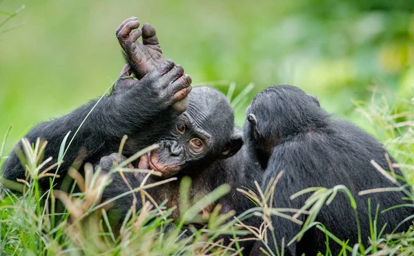 Portrait of Bonobos in natural habitat — Stock Photo, Image