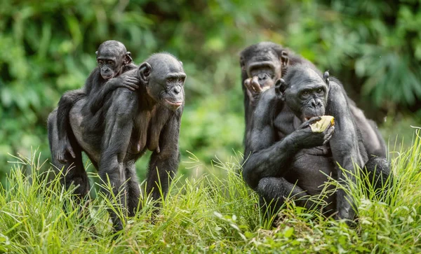 Retrato de Bonobos em habitat natural — Fotografia de Stock