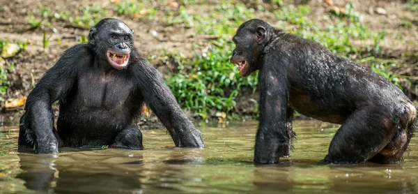 Bonobos uśmiechający się w wodzie — Zdjęcie stockowe