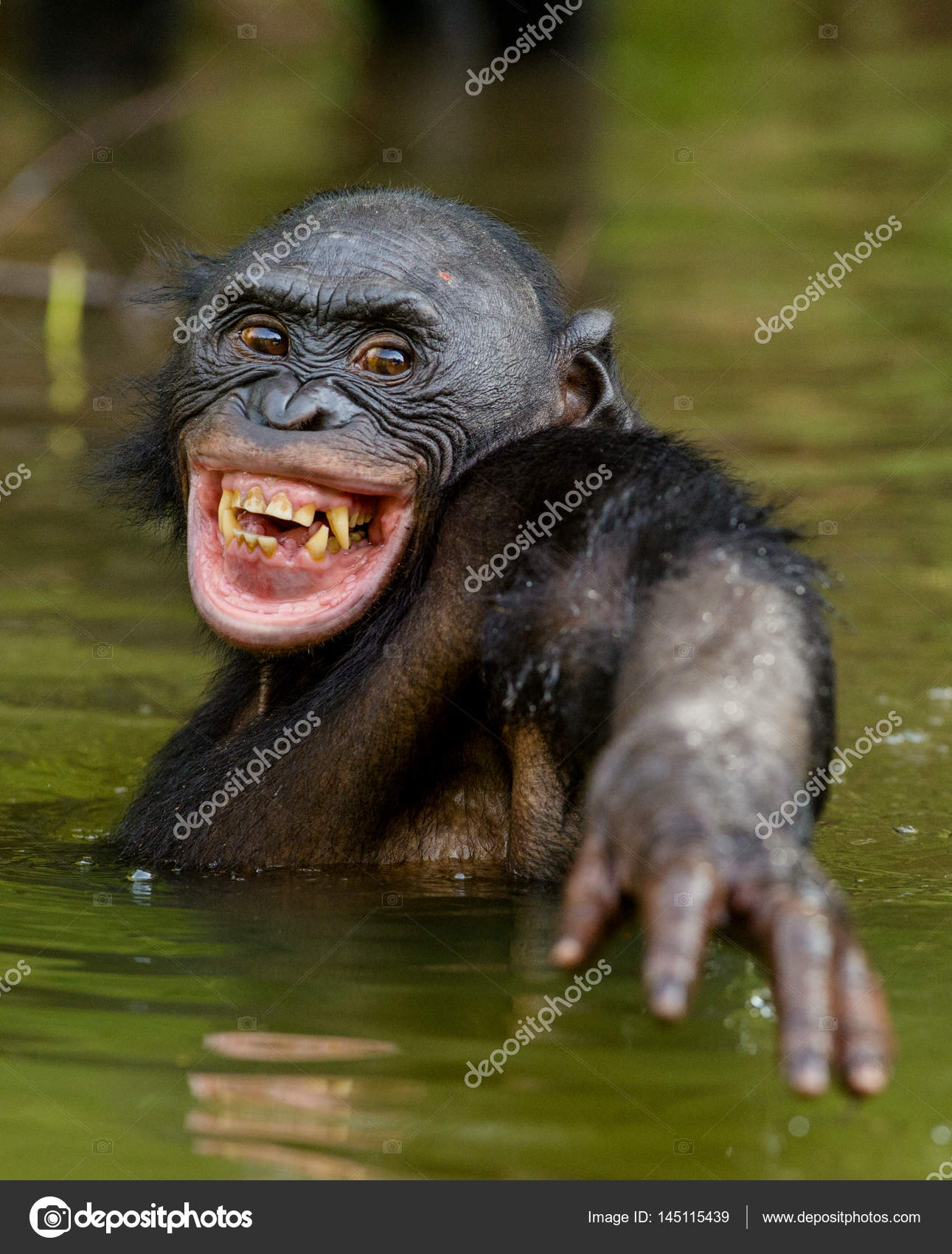 Singe Qui Rit Images Libres De Droit Photos De Singe Qui Rit Depositphotos Singe Qui Rit Images Libres De Droit Photos De Singe Qui Rit Depositphotos