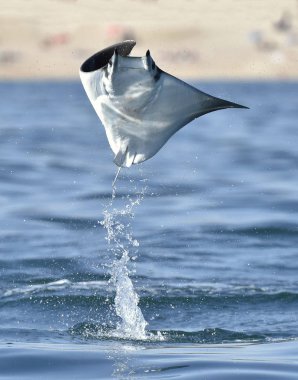 Mobula ray sudan atlama