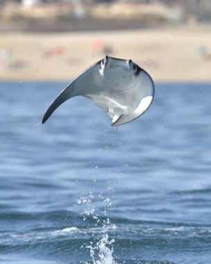 Mobula ray sudan atlama