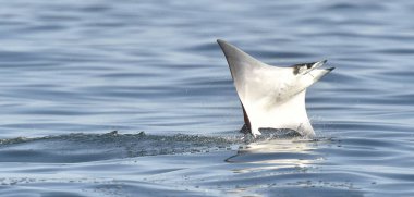 Mobula ray sudan atlama