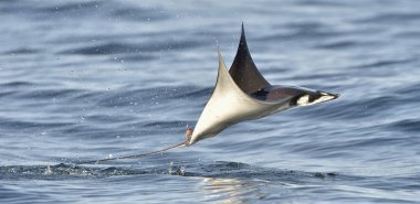 Mobula ray sudan atlama