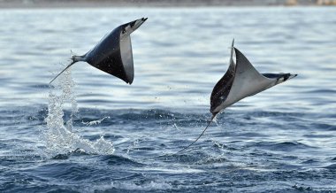 Sudan atlama Mobula ışınları 