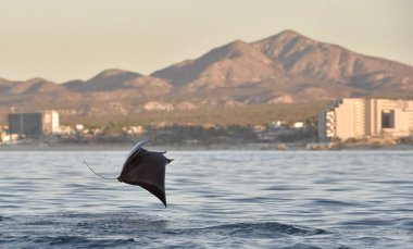 Mobula ray sudan atlama