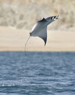 Mobula ray sudan atlama