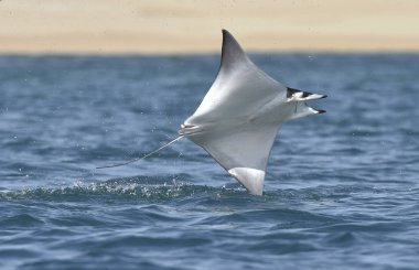 Mobula ray sudan atlama