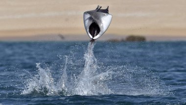 Mobula ray sudan atlama