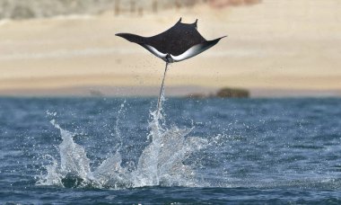 Mobula ray sudan atlama