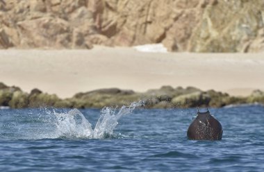Mobula ray sudan atlama