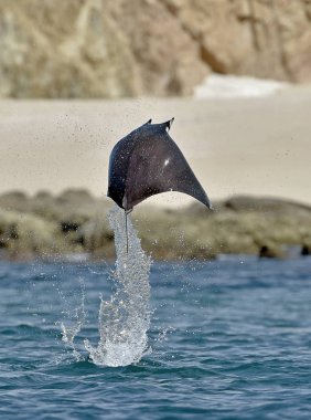Mobula ray sudan atlama